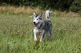 ALASKAN MALAMUTE 724